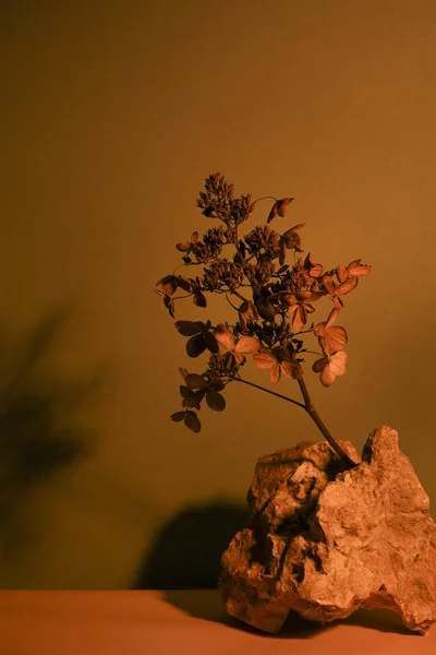 深い影を持つ石の中の乾いた草。自然な背景。ミニマル、アート、スタイリッシュなコンセプト. — ストック写真