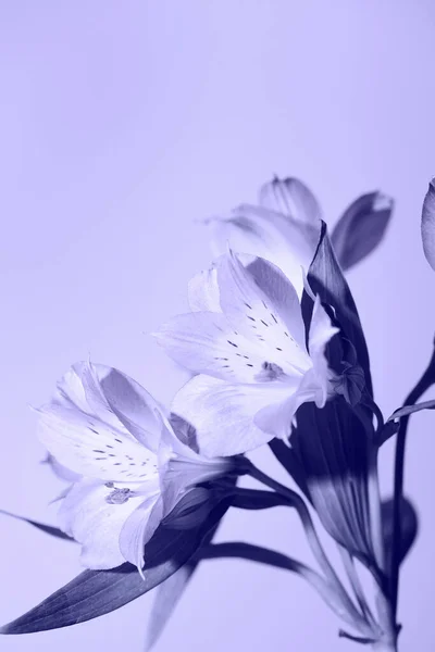 流行でトーン新鮮な美しい花非常にペリ.今年の色。花の背景 — ストック写真