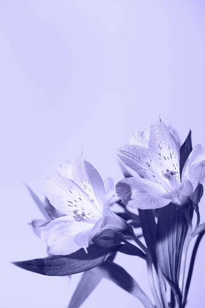 流行でトーン新鮮な美しい花非常にペリ.今年の色。花の背景 — ストック写真