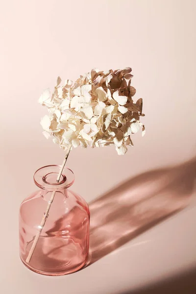 Hortensia, hortensia, flor seca sobre fondo beige. enfoque selectivo. Naturaleza muerta, arte, concepto de minimalismo. — Foto de Stock