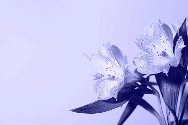 流行でトーン新鮮な美しい花非常にペリ.今年の色。花の背景 ストック写真