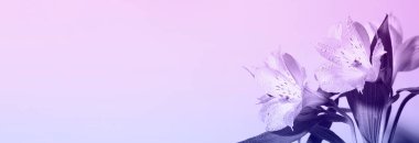 Taze, güzel çiçekler moda. Çok Peri. Yılın rengi bu. Çiçek arkaplan, minimum doğa geçmişi. Noel kartı. Pankart. Boşluğu kopyala