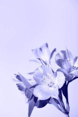 Taze, güzel çiçekler moda. Çok Peri. Yılın rengi bu. Çiçek arkaplan, minimum doğa geçmişi. Noel kartı konsepti. Boşluğu kopyala