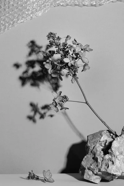 深い影を持つ石の中の乾いた草 自然な背景 ミニマル アート スタイリッシュなコンセプト ブーとキンフォークのデザインです 選択的フォーカス 白黒写真です — ストック写真