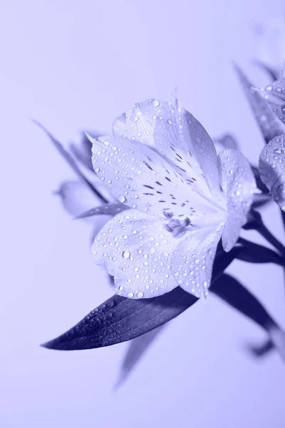 流行でトーン新鮮な美しい花非常にペリ.今年の色。花の背景 — ストック写真