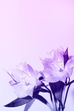 Taze, güzel çiçekler moda. Çok Peri. Yılın rengi bu. Çiçek arkaplan, minimum doğa geçmişi. Noel kartı konsepti. Boşluğu kopyala