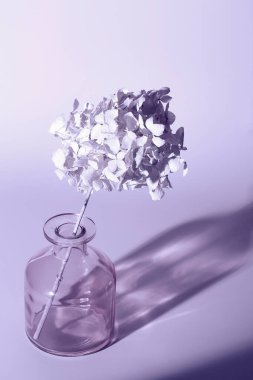 Hydrangea, hortensia, dried flower toned in trendy Very Peri. color of the year. selective focus. Still life, art, minimalism concept. Botany styled.