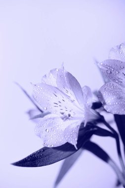 Taze, güzel çiçekler moda. Çok Peri. Yılın rengi bu. Çiçek arkaplan, minimum doğa geçmişi. Noel kartı konsepti. Boşluğu kopyala