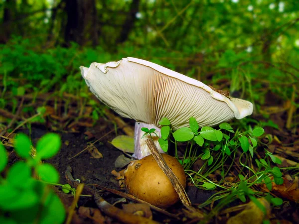 秋に森の中で成長するキノコ マクロ写真 選択的焦点 — ストック写真