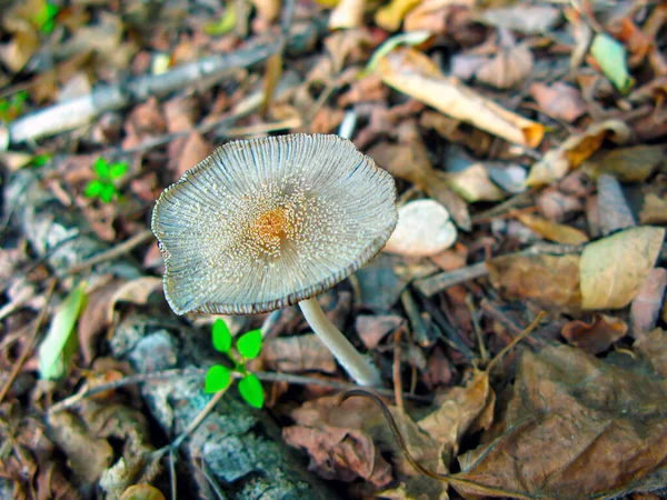 Beautiful Inedible Mushroom Forest Autumn Close Growth Poisonous Mushrooms Autumn — Stock Photo, Image