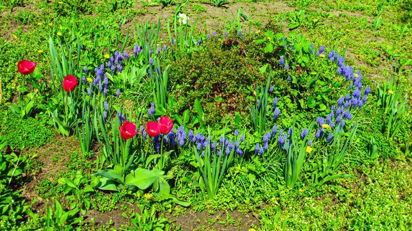 Güneşli bir yaz gününde renkli çiçeklerle dolu bir çiçek tarhıyla park et. Çiçek düzenlemesi şehrin sokaklarına renk katıyor. Parkta çiçekli şehir yatakları..