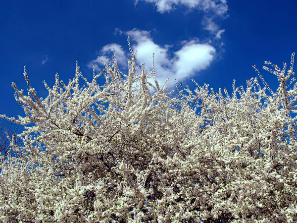 Cereza Flor Sobre Fondo Cielo Azul Flores Blancas Cerezo Árbol — Foto de Stock