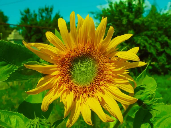 青空を背景に美しい黄色のひまわりの花のクローズアップ — ストック写真