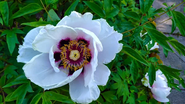 Белый Пионский Цветок Весеннем Саду Крупным Планом Пионы Цветут Весной — стоковое фото