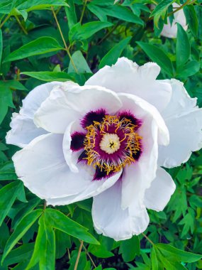 Bahar bahçesindeki beyaz şakayık çiçeği. Yakın plan. Şakayıklar baharda açar. Ev bahçesi. Bahçe çiçekleri.