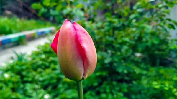 Тюльпановый Бутон Крупным Планом Саду Tulip Род Многолетних Травянистых Луковичных — стоковое фото