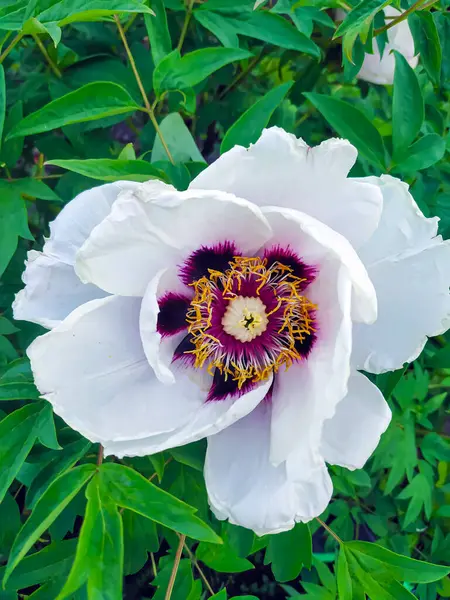 Bahar bahçesindeki beyaz şakayık çiçeği. Yakın plan. Şakayıklar baharda açar. Ev bahçesi. Bahçe çiçekleri.