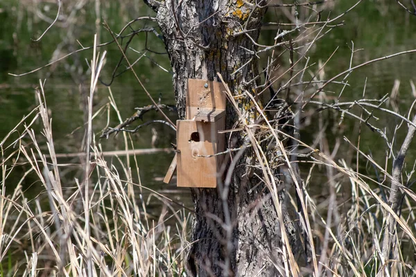 Homem Fez Casa Pássaro Árvore País Nebraska Foto Alta Qualidade — Fotografia de Stock