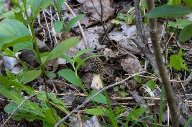 Morchella, gerçek mantarlar, anatomik olarak daha basit olan Morel mantarlarıyla yakından ilişkili yenilebilir bir mantar cinsidir.