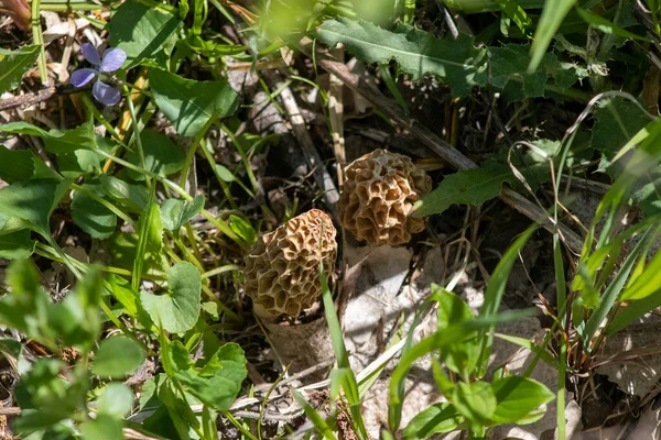 Morchella - рід їстівних сокових грибів, тісно пов'язаних з анатомічно простішими грибами. — стокове фото