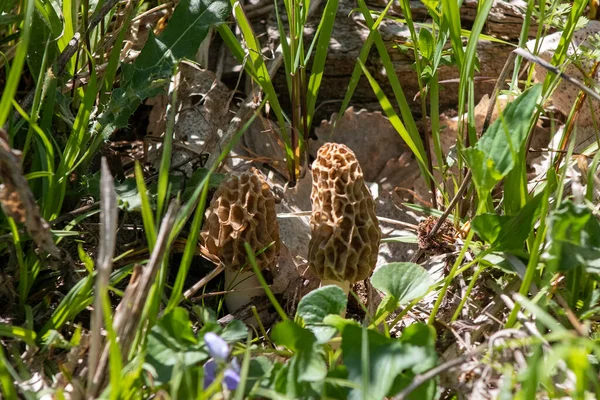 Morchella, gerçek mantarlar, anatomik olarak daha basit olan Morel mantarlarıyla yakından ilişkili yenilebilir bir mantar cinsidir.