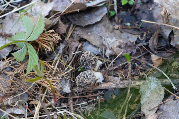 Morchella, les vrais morilles, est un genre de champignons des sacs comestibles étroitement liés à des champignons anatomiquement plus simples... — Photo