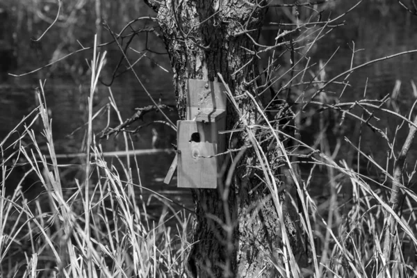 Черно-белая фотография человека, сделавшего птичий домик на дереве в Польше — стоковое фото