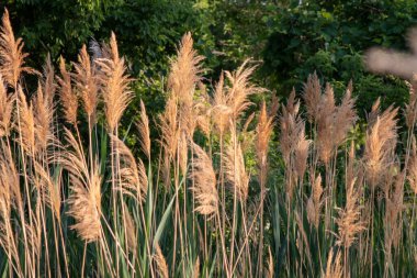 Common reed along the platte river side . High quality photo