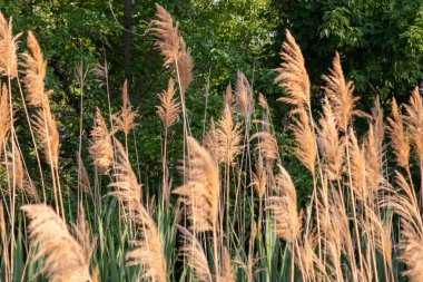 Common reed along the platte river side . High quality photo