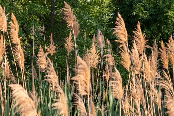 Common Reed Platte River Side High Quality Photo — Fotografia de Stock