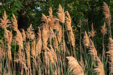 Common reed along the platte river side . High quality photo