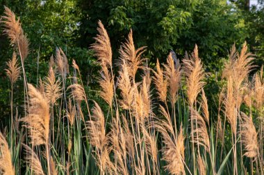Common reed along the platte river side . High quality photo