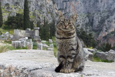 Delphi, Yunanistan apollo tapınağında bir kedi