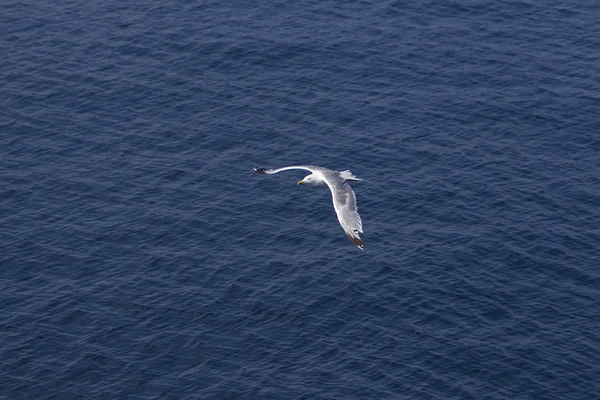 Seagull in flight — Stock Photo, Image