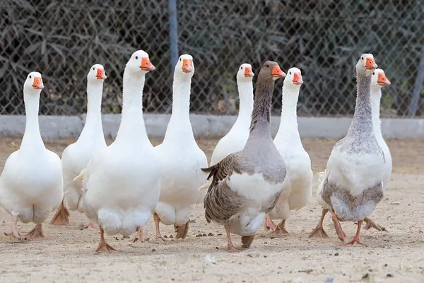 Inhemska gäss — Stockfoto