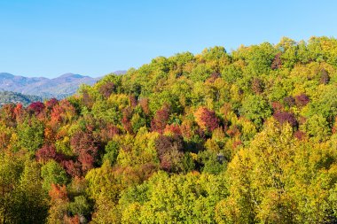 sonbahar renkli dağ sahnesinde