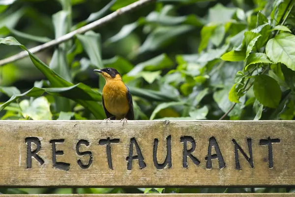 Ein Vogel sitzt auf einem Restaurant-Schild — Stockfoto