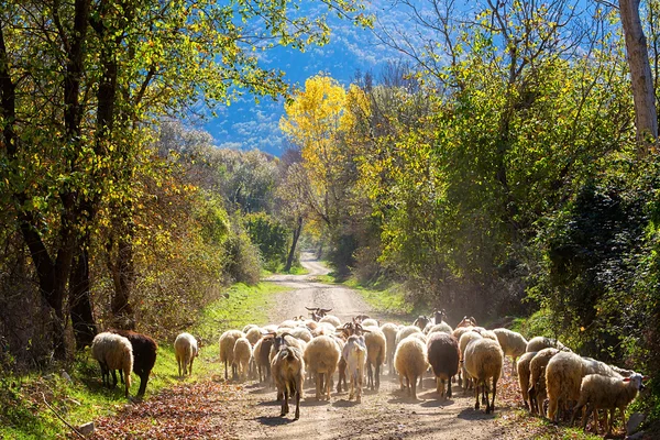 Ovce — Stock fotografie