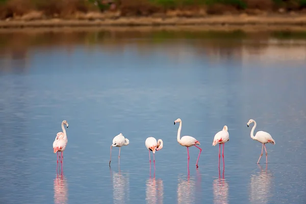 Flamingo (phoenicopterus roseus) v bazéně — Stock fotografie
