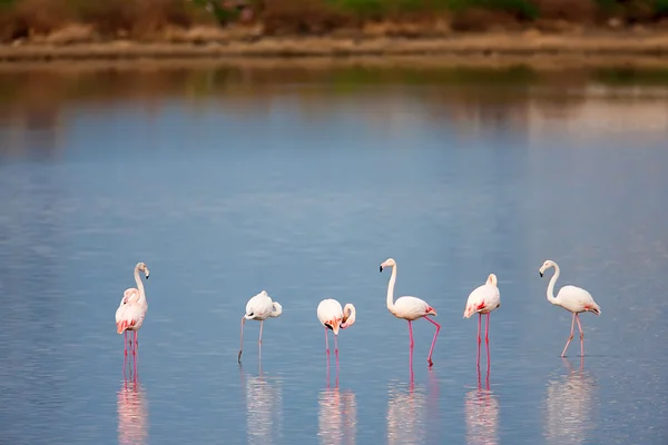 Flamant rose (Phoenicopterus roseus) dans une piscine — Photo