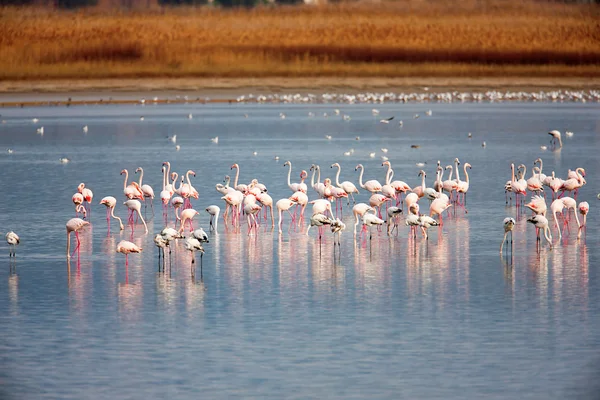 Flamant rose (Phoenicopterus roseus) dans un lac — Photo