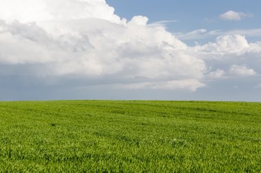 Mavi gökyüzü arka planında yeşil buğday tarlası
