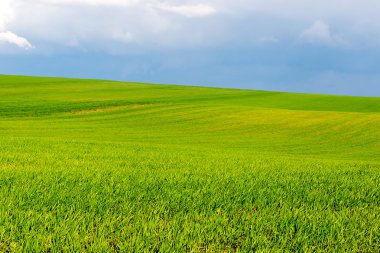 Mavi gökyüzü arka planında yeşil buğday tarlası
