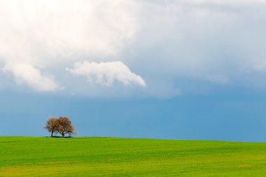 Mavi gökyüzü arka plan üzerinde yeşil buğday alanında yalnız ağacı