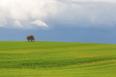 Mavi gökyüzü arka plan üzerinde yeşil buğday alanında yalnız ağacı