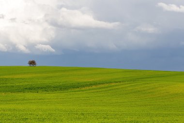 Mavi gökyüzü arka planında yeşil buğday tarlası