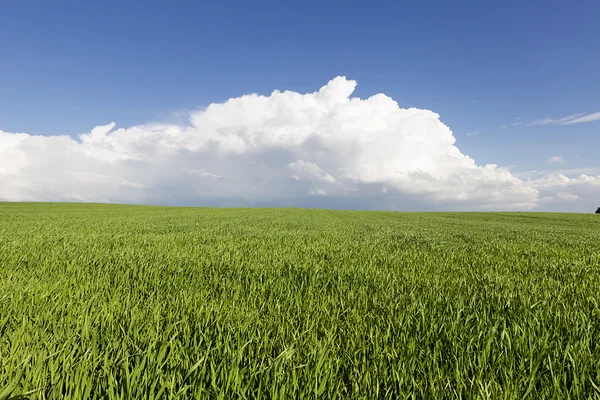 Campo de trigo verde no fundo céu azul — Fotografia de Stock