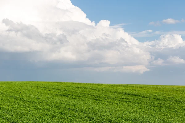 Campo de trigo verde sobre fondo cielo azul — Foto de Stock