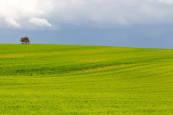 Alone tree on green wheat field on blue sky background — Stock Photo, Image