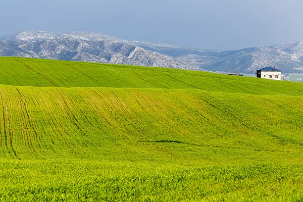 Campo de trigo verde sobre fondo cielo azul — Foto de Stock